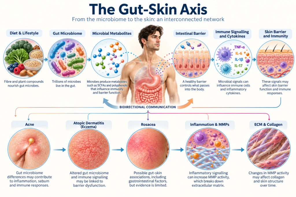 Scientific infographic showing proposed connections between diet, the gut microbiome, microbial metabolites, intestinal barrier function, immune signalling and skin health.