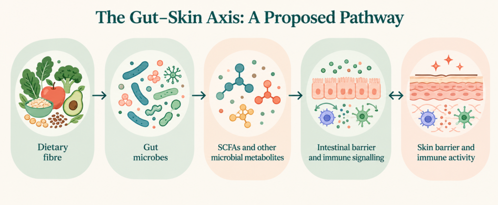 Scientific skin illustration showing The Gut-skin Axis A Proposed Pathway